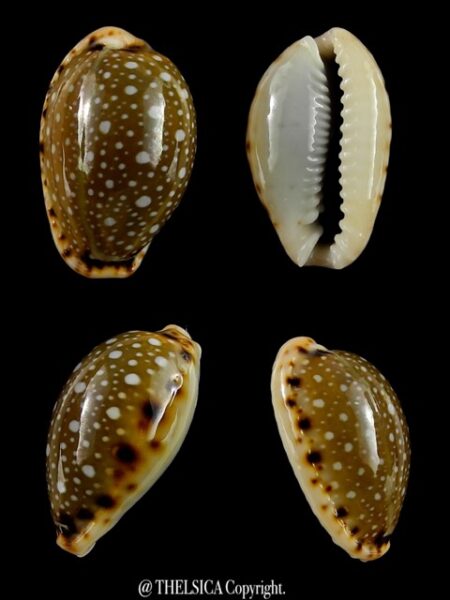Naria labrolineata f. nashi. 22,9 mm Gem-0