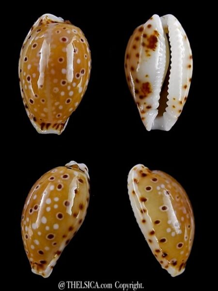 Naria thomasi 13,3 mm Gem-0