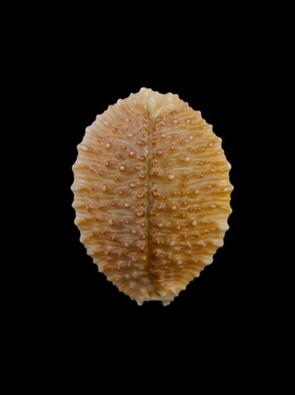 Cypraea granulata granulata 31,5 mm Gem-15725