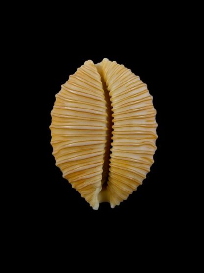 Cypraea granulata granulata 31,5 mm Gem-15723