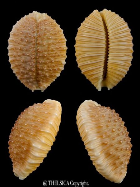 Cypraea granulata granulata 31,5 mm Gem-0