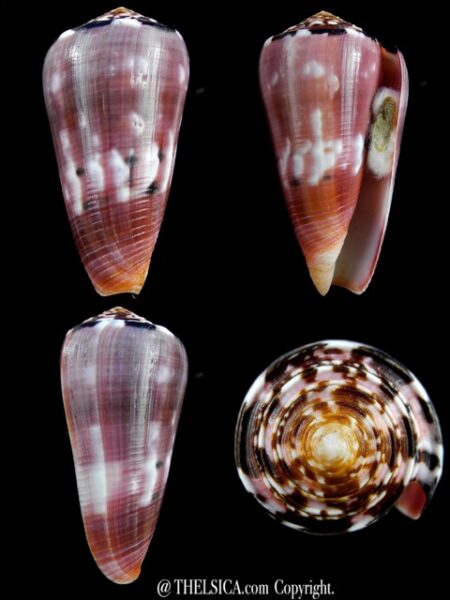 Pionnoconus gauguini 66 mm Gem (-)-0