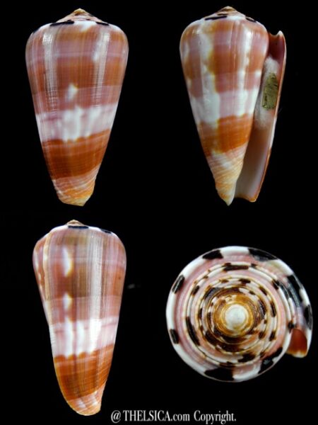 Pionnoconus gauguini 67,6 mm Gem-0