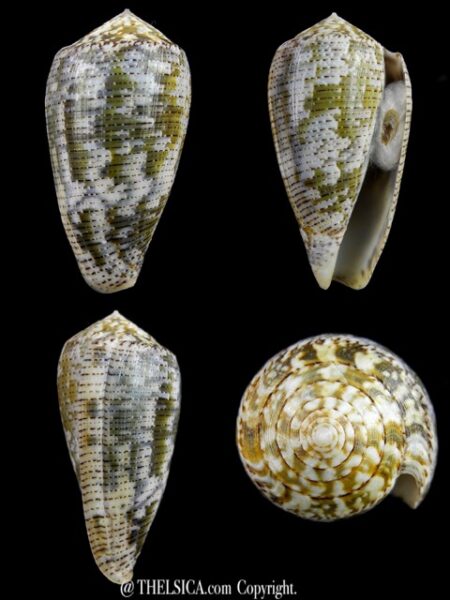 Pionoconus barbara 48,4 mm Gem W/O-0