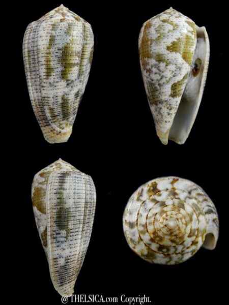 Pionoconus barbara 48,6 mm Gem W/O-0