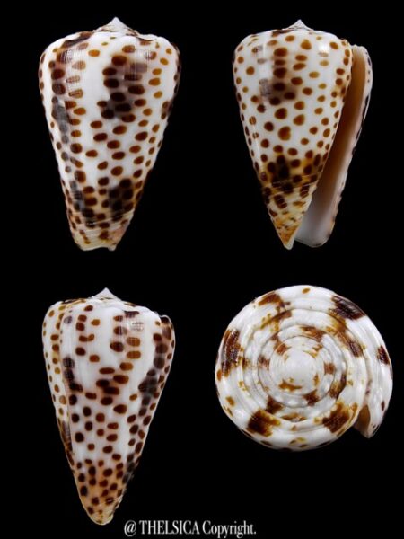 Puncticulis vautieri 32,1 mm Gem-0