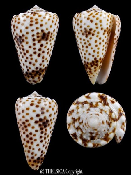 Puncticulis vautieri 34,4 mm Gem-0
