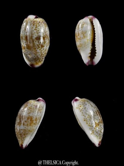 Purpuradusta fimbriata marquesana 10,1 mm Gem-0