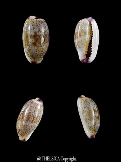 Purpuradusta fimbriata marquesana 10,4 mm Gem-0