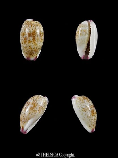 Purpuradusta fimbriata marquesana 10,8 mm Gem-0