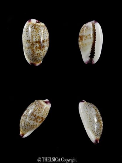 Purpuradusta fimbriata marquesana 11,2 mm Gem-0