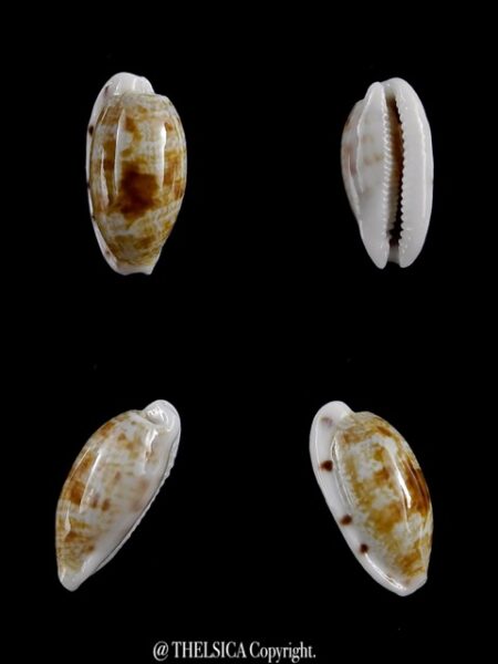 Cypraea pellucens pellucens ..Dwarf.. 17 mm Gem-0