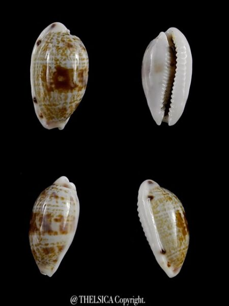 Cypraea pellucens pellucens ..Dwarf.. 16 mm Gem-0