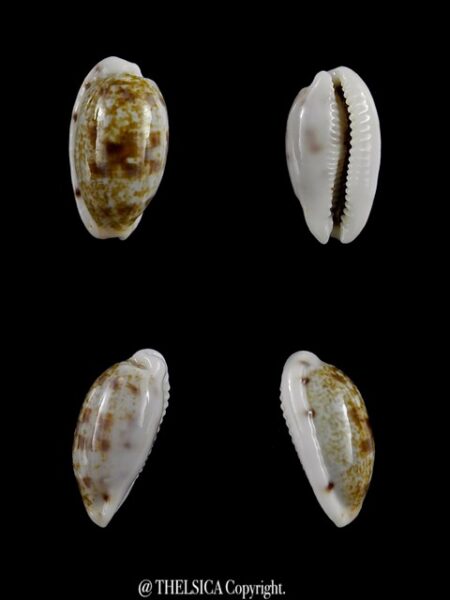 Cypraea pellucens pellucens ..Dwarf.. 17,4 mm Gem-0