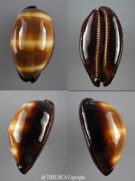 Talparia lutani 66,2 mm F+++/Gem-0