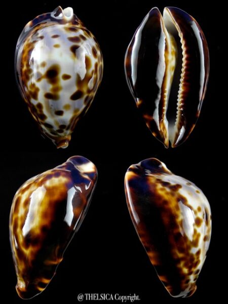 Zoila friendii friendii "dwarf" 51,7 mm Gem-0