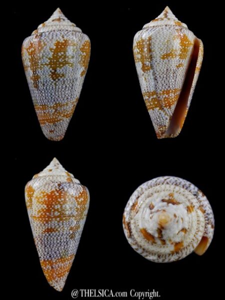 Tenorioconus monicae 49,7 mm Gem-0