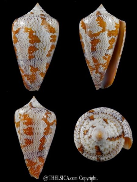 Tenorioconus monicae 45,7 mm Gem-0