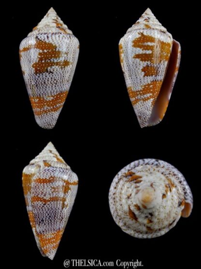 Tenorioconus monicae 53,8 mm Gem (-)-0