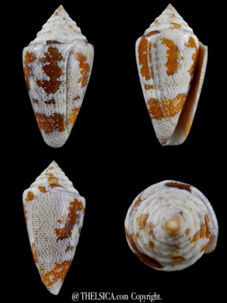 Tenorioconus monicae 55,3 mm Gem (-)-0