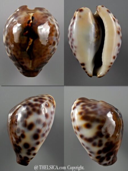 Afrozoila teulerei 42,3 mm Gem-0