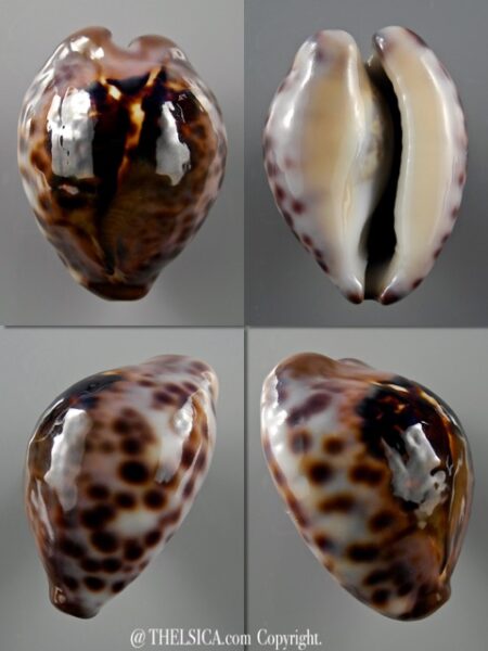 Afrozoila teulerei 43,2 mm Gem-0