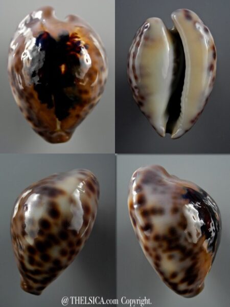 Afrozoila teulerei 50,3 mm Gem-0