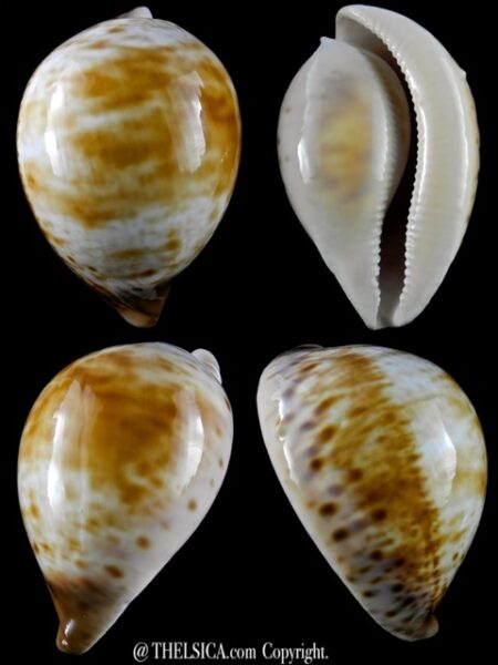 Armeniaca brunea 100.8 mm F+++:Gem young adult-0