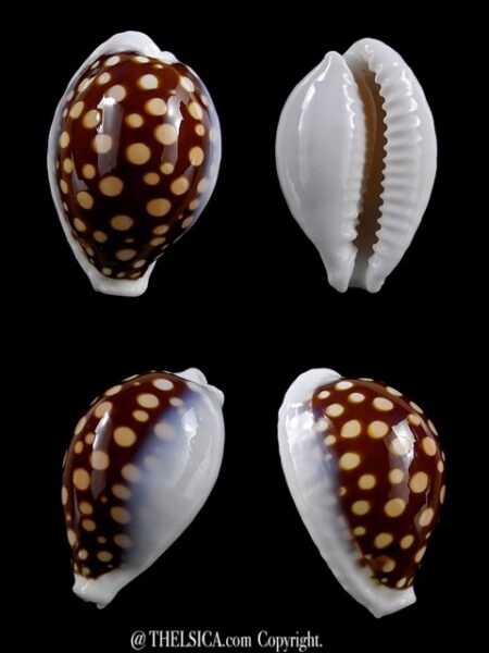 Cribrarula exmouthensis magnifica 31,8 mm Gem-0