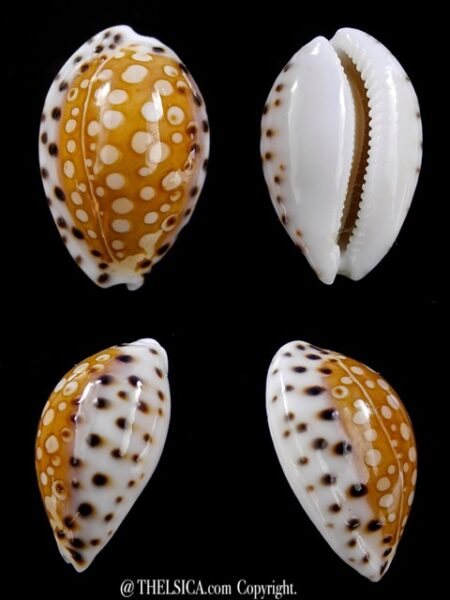 Cypraea garciai 22.1 mm Gem-0