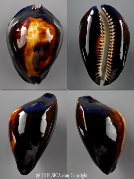 Zoila raywalkeri 50,3 mm Gem-0