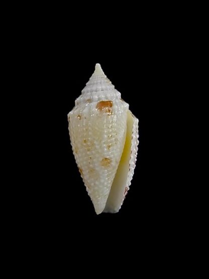 Rolaniconus suduirauti 16,4 mm Gem-16346