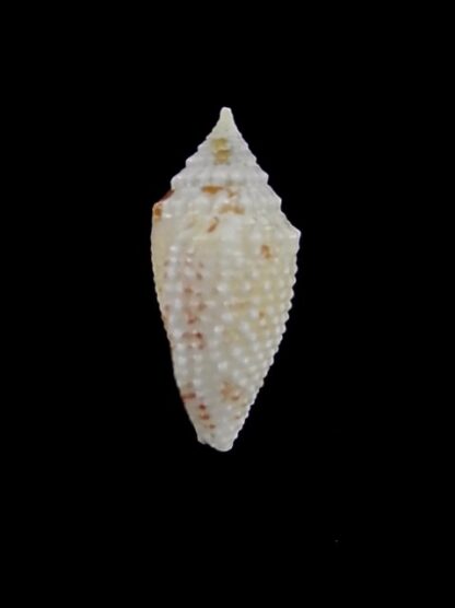 Rolaniconus suduirauti 16,4 mm Gem-16348