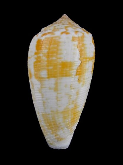 Pionoconus arafurensis 43,8 mm F+++/Gem-16344