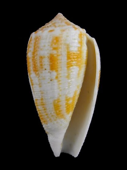 Pionoconus arafurensis 43,8 mm F+++/Gem-16342