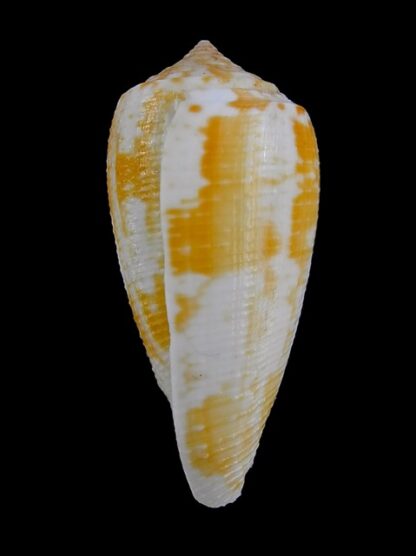 Pionoconus arafurensis 43,8 mm F+++/Gem-16343