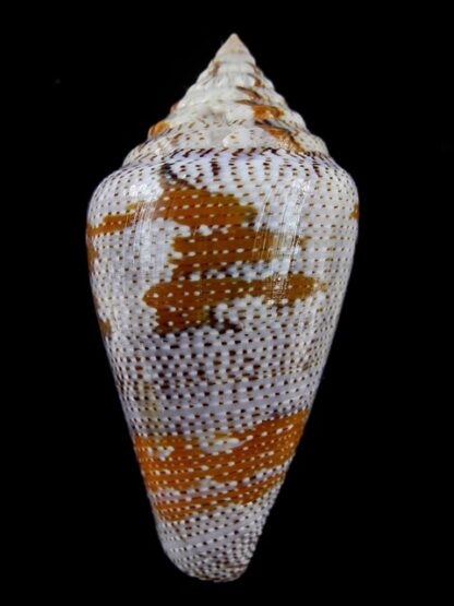 Tenorioconus monicae 53,8 mm Gem (-)-16477