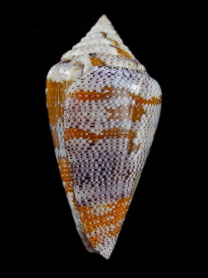 Tenorioconus monicae 53,8 mm Gem (-)-16480
