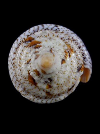 Tenorioconus monicae 53,8 mm Gem (-)-16476