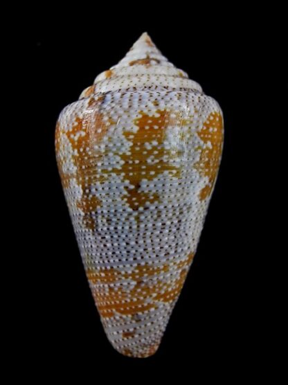 Tenorioconus monicae 49,7 mm Gem-16467