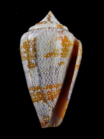 Tenorioconus monicae 49,7 mm Gem-16468