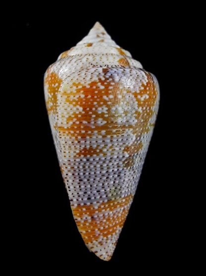 Tenorioconus monicae 49,7 mm Gem-16470