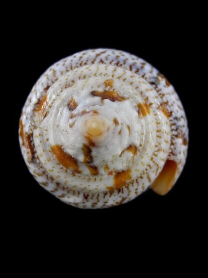 Tenorioconus monicae 49,7 mm Gem-16469