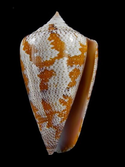 Tenorioconus monicae 45,7 mm Gem-16457