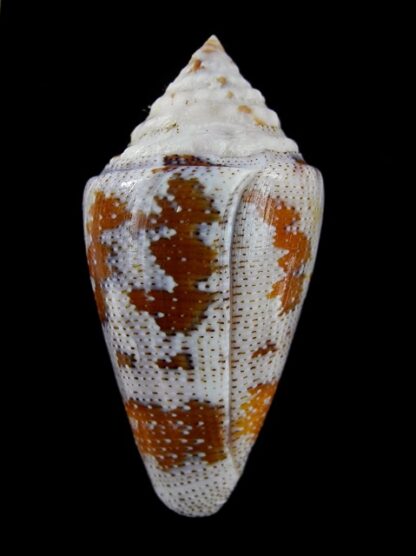 Tenorioconus monicae 55,3 mm Gem (-)-16487