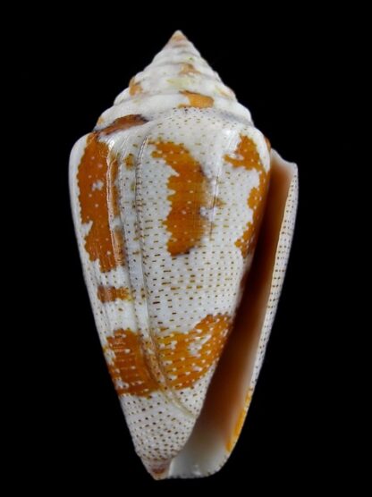 Tenorioconus monicae 55,3 mm Gem (-)-16488