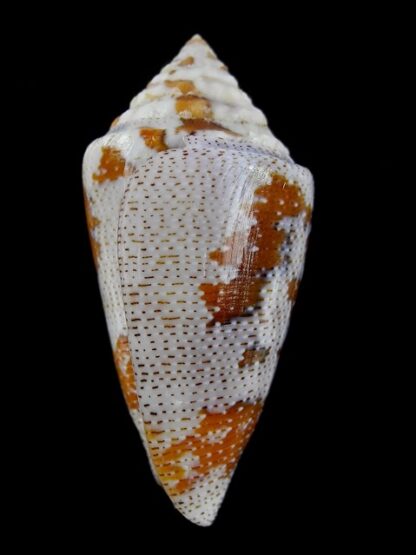 Tenorioconus monicae 55,3 mm Gem (-)-16489