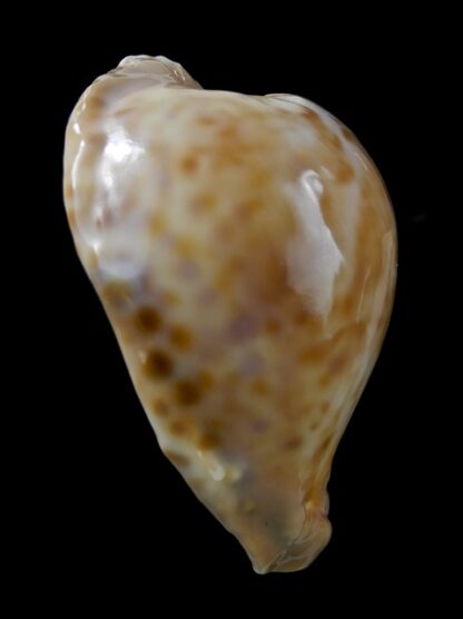Umbilia capricornica " Dark colour" 66,7 mm Gem-16631