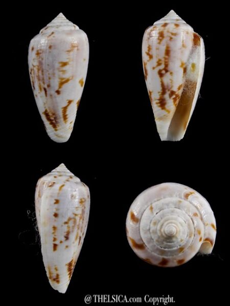 Floraconus anemone anemone 33,1 mm Gem-0