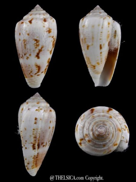 Floraconus anemone anemone 37,2 mm Gem-0